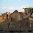 2000 – Rajastan: The Road to Bikaner 2000 – Rajastan: The Road to Bikaner
