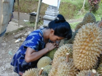 picking-the-best-durian