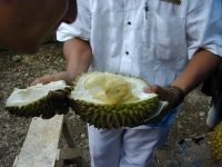 the-best-durian