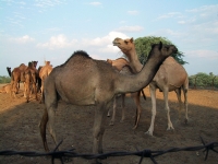 camelfarm-bikaner