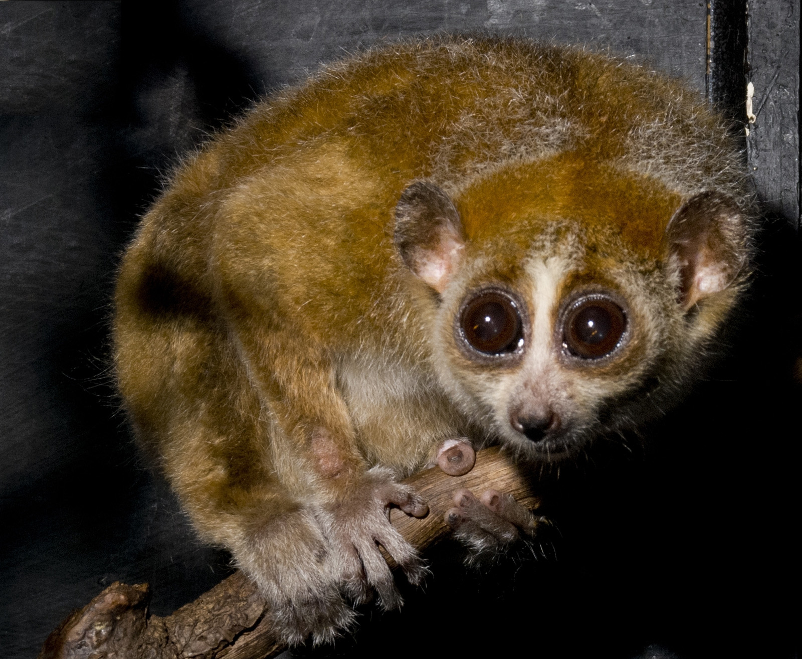 32-slowloris