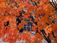 02-vt_-leaves