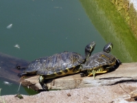 41-hadrian-turtles