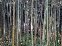 52-bamboocarlotta