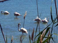 52-flamingos